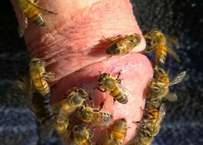 Bees on Head.jpg