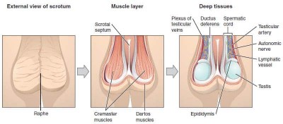The-Scrotum-External-Muscle-and-Contents.jpg
