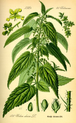 Illustration_Urtica_dioica0.jpg